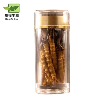 Il magico Cordyceps sinensis